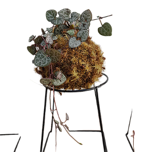 MINI KOKEDAMA DE CORAÇÃO EMARANHADO ACABAMENTO NEUTRO - KIT 10