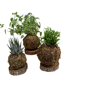 KIT 3 KOKEDAMAS: PEPEROMIA PENDENTE, RIPSALIS E RABO DE TATU ACABAMENTO NEUTRO  E CAIXA PARA PRESENTE