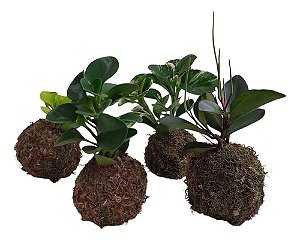 KIT 4 KOKEDAMAS PEPERÔMIAS ACABAMENTO EM NEUTRO TRANSPARENTE