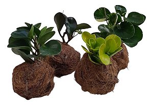 KIT 4 KOKEDAMAS PEPERÔMIAS ACABAMENTO COM FIBRA DE COCO