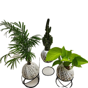 KIT 3 KOKEDAMAS: CACTO CASTELO, JIBOIA NEON E PALMEIRINHA COM SUPORTE