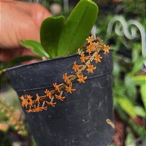 Chamaeangis hariotiana (Microterangis hariotiana ou Aerangis hariotiana)