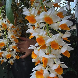 DENDROBIUM THYRSIFLORUM TOUCEIRA COM 7 BULBOS