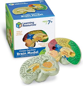 Modelo de cérebro em seção transversal - 2 peças, Idade 7+ Modelo de anatomia do cérebro, Modelo de funções cerebrais, Anatomia humana para crianças, Modelo de cérebro de espuma, Material escol