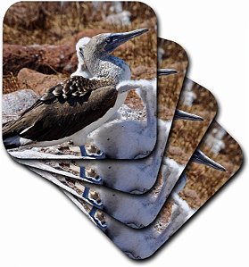 Porta-copos de azulejo de cerâmica do pé-azul, Sula Nebouxii Excisa, conjunto de 8