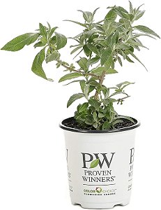 Arbusto Vivo de Borboleta Branca Pugster (Buddleia), Flores Brancas, 4,5 polegadas. Quarto.