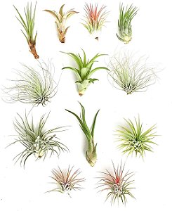 Coleção de Suculentas para Casamento | Pacote Sortido de Tillandsias Vivas em Grande Quantidade | Lindas Plantas Aéreas para Lembrancinhas, Buquês e Decoração
