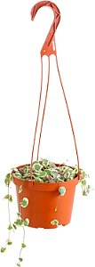Cactos raro de Corações Variegados pendurados da Shop Succulents, Ceropegia Woodii Variegata, planta de suculenta viva enraizada completamente em vaso de 6 com suporte, planta de interior de baixa manuten