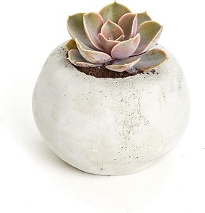 Vaso clássico de concreto para suculentas, vaso de cimento para uma única planta suculenta, cinza.