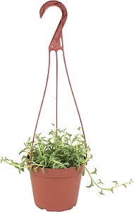 Loja de Suculentas | Coleção Trailing | Cordão de Golfinhos Único Cascata, Planta Suculenta Viva e Totalmente Enraizada Selecionada Manualmente em Vaso de Cultivo de 6 para Ambientes Internos