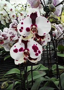 Phalaenopsis Yu Pin Pearl