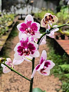 Phalaenopsis Yu Pin Pearl