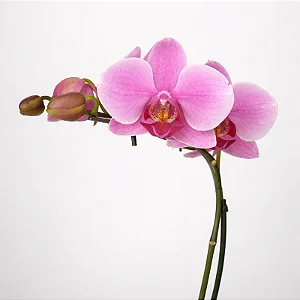Orquídea Phalaenopsis Pink Yukidian