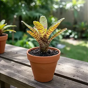 Bromélia Neoregelia Ampullacea