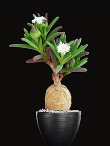 Delosperma Napiforme
