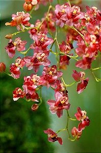 Oncidium Twinkle Vermelha