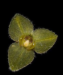 Stelis Microphylla - SUPER PROMOÇÃO