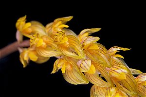Bulbophyllum Cupreum