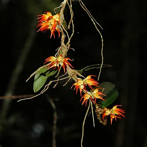 Orquídea Bulbophyllum Flammuliferum