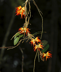 Bulbophyllum Flammuliferum
