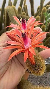 Cacto Rabo de Gato - Cleistocactus Winteri