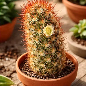 Cacto Dedo de Moça - Mammillaria Elongata