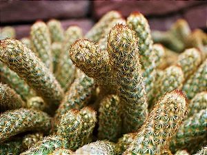 Cacto Dedo de Moça - Mammillaria Elongata