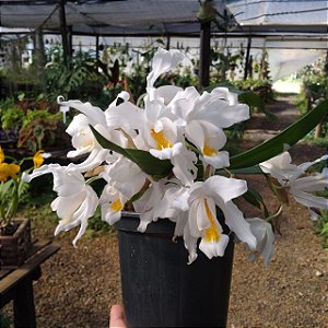 Orquídea Branca de Neve - Coelogyne Cristata