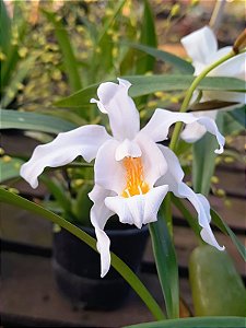 Orquídea Branca de Neve - Coelogyne Cristata