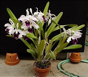 Cattleya Purpurata Tipo - Laelia Tipo