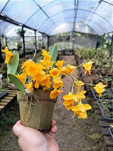 Dendrobium Aggregatum