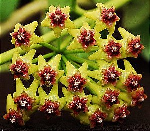 Hoya Cumingiana (Flor de cera )