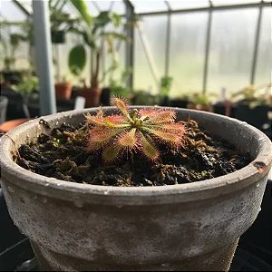 Planta Carnivora: Drosera Capillaris