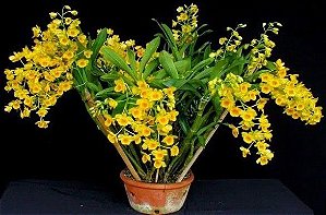 Dendrobium Chrysotoxum