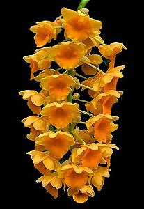 Dendrobium Densiflorum - ADULTA