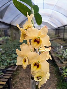 Dendrobium Nobile Amarelo Miolo Escuro