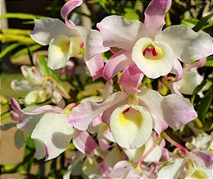 Denbrobium Nobile Pink Sweet Perfumada (Super Promoção)