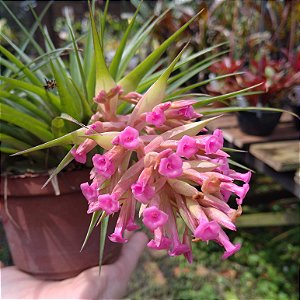 Bromélia Tillandsia Geminiflora