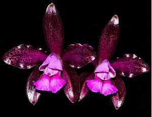 Cattleya Leopoldii 'Dark Princess'