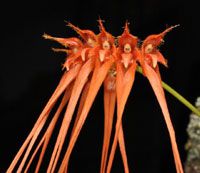 Bulbophyllum Pecten-Veneris (Rara)