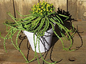 Euphorbia Flanaganii (Suculenta Medusa)