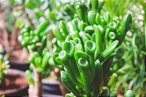 Crassula Ovata 'Gollum' (Orelha de Shrek) - Suculenta