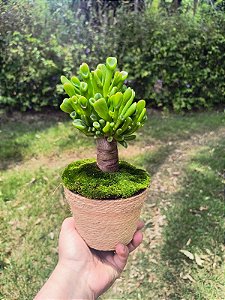 Crassula Ovata 'Gollum' (Orelha de Shrek) - Suculenta