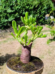 Crassula Ovata 'Gollum' (Orelha de Shrek) - Suculenta