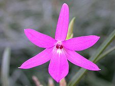 Isabelia Violacea (ex-sophronitella violácea)