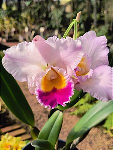 Cattleya Hibrida 01