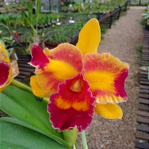 RLC Siam Firework