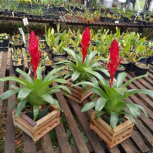 Bromelia Vriesea 'Poelmanii'