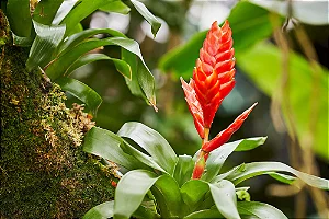 Bromelia Vriesea 'Poelmanii'