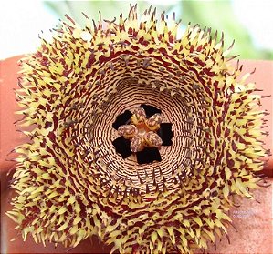 Huernia Hystrix